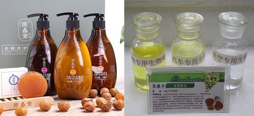 無患子產業將助力 十四五 生物經濟發展