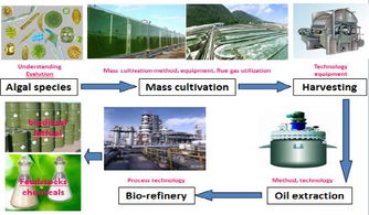 青島能源所在微藻生物能源研究中取得新進展