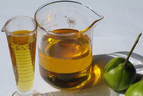 石油危機解除 科學家發現 石油樹 ,每棵樹能生產幾十升柴油