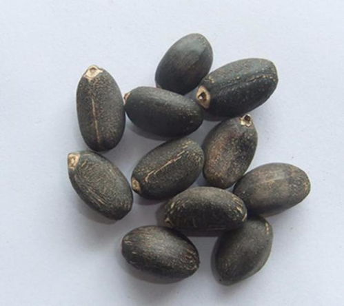 石油危機終結 科學家發現“石油樹”，每棵樹可生產數十升生物柴油